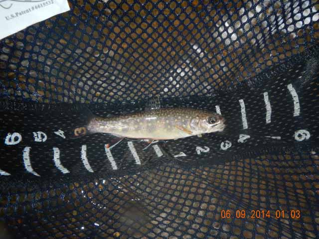 fowlers hollow.Laural run 06-09-14 060.jpg -                                